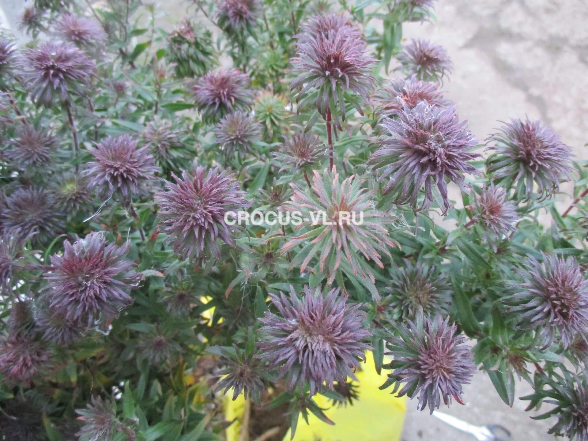 Астра новоанглийская «Ann Leys» Астра новоанглийская «Ann Leys»